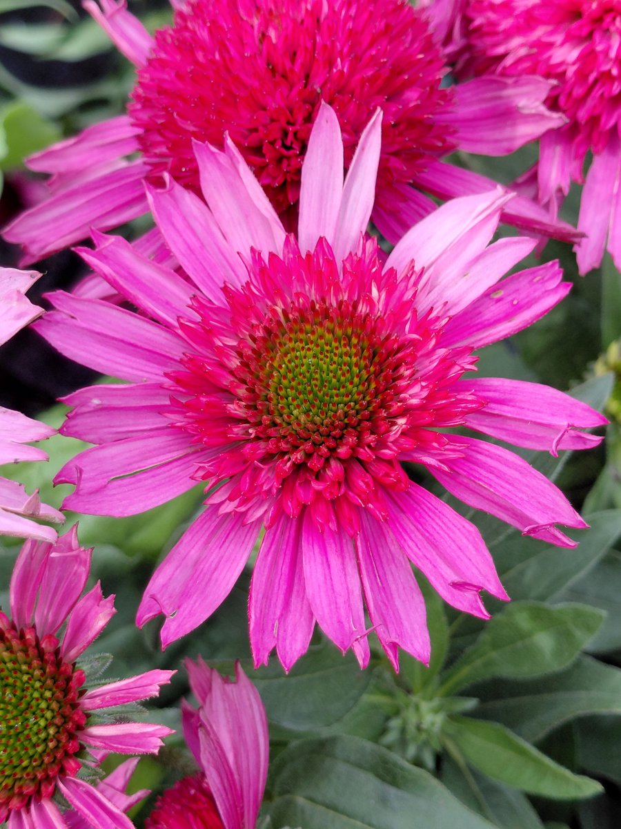 sunflower765277's tweet photo. Good morning and Happy Monday, everyone! 🌸🌸🌸
For #MagentaMonday, I have this very lovely Echinacea for you. I hope you enjoy it. Wishing you all a beautiful day and a wonderful week ahead! ☀️🪷🌷🌿

​#Flowers #FlowerPhotography #FlowersOnMonday https://t.co/mkkLEGSGSF