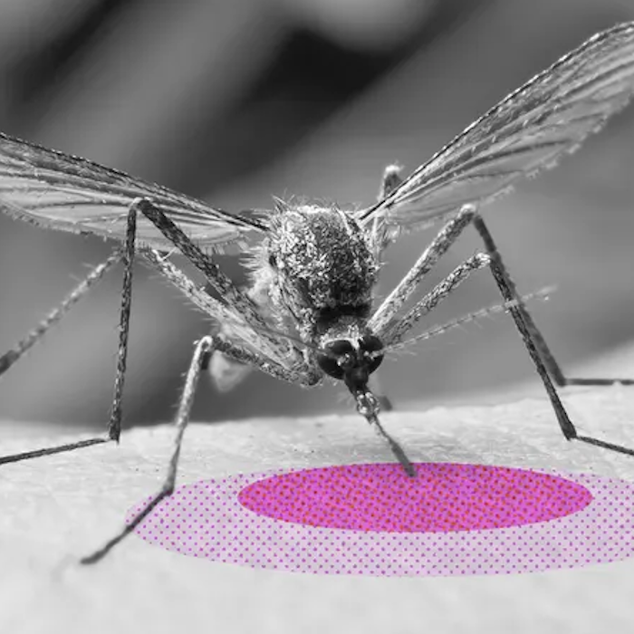 AMAZlNGNATURE's tweet photo. Your skin odor may decide which mosquitoes bite you

Scientists found that different mosquito species were attracted to different people based on the unique odors produced by their skin and the microbes living on it https://t.co/ojc00hCtlo