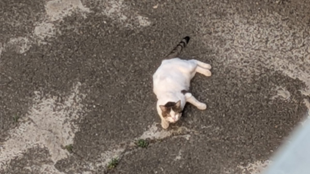 chi_chi_ta00's tweet photo. 屋上から見つけた猫 https://t.co/CXSV2jUIgB
