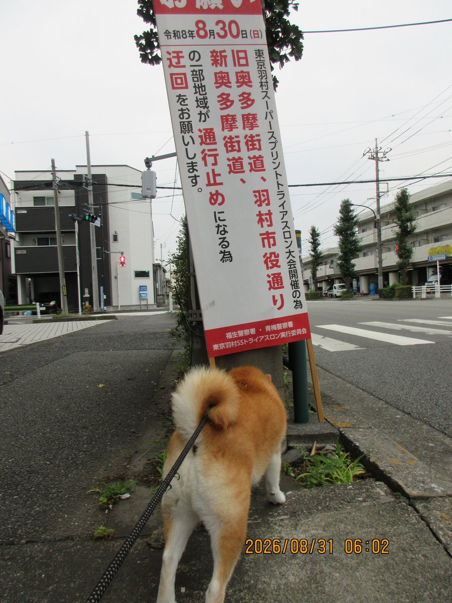 hiro70534949's tweet photo. 柴犬モコ
おはよう、今朝は、稲荷林まで行って来ました。
曇りですが、風もあり、わりと爽やかな散歩でした。
#柴犬 https://t.co/qWPg0sNmip