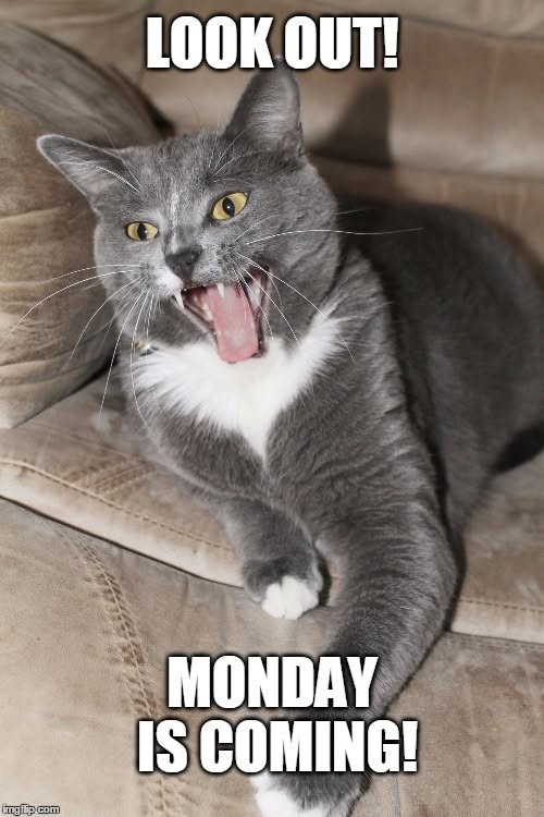 1stLadyHooligan's tweet photo. ๐น
#Cats #CutenessOverload #Funny https://t.co/u8n8bROkU6