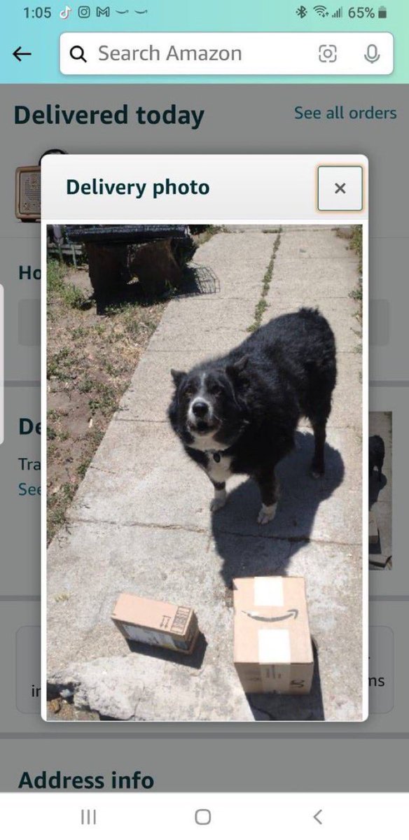 everythingdogss's tweet photo. https://t.co/tOasba2Gnf