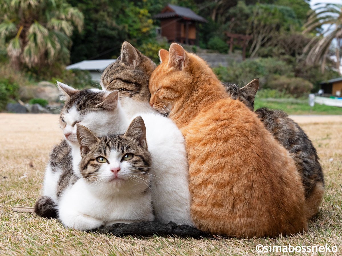 simabossneko's tweet photo. なかよし猫だんご✨
Bestie Cat Cuddle Pile 💕

#なかよし #猫 #cat #過去pic https://t.co/ufjJOWyBq7