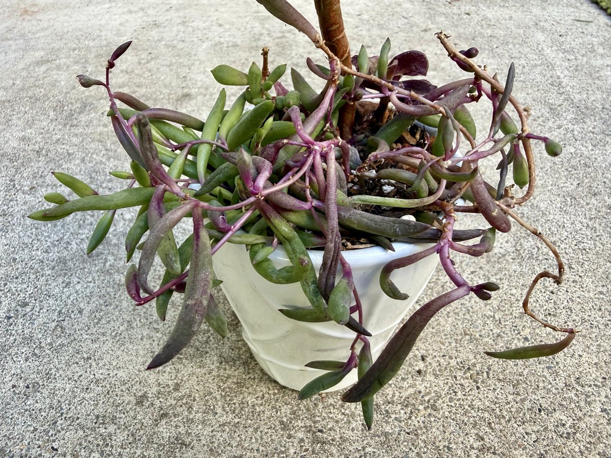 cgcardona's tweet photo. We now have over 2 dozen types of succulents 🪴 or cacti 🌵 in our xeriscape garden. https://t.co/nSNxWeGjq2