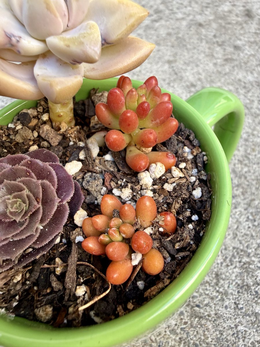 cgcardona's tweet photo. We now have over 2 dozen types of succulents 🪴 or cacti 🌵 in our xeriscape garden. https://t.co/nSNxWeGjq2