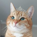 Photo by Princess Millicent 'Millie' Hux (@PrincessOfTheFO)