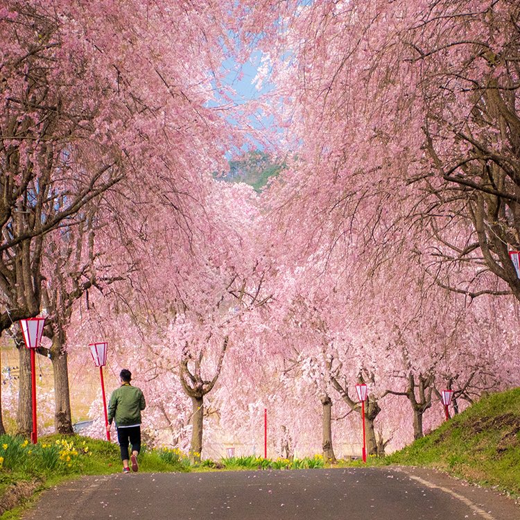 Japanin_jp's tweet photo. Weeping cherry blossoms on Mt. Uwadai
©東北観光推進機構
https://t.co/CC8TkcjeOg
#japan #japantrip #explorejapan #traveljapan #localjapan #instajapan #japaninjapan #日本 #giappone #japon #japantour #japantravel https://t.co/v52ag6aBz5