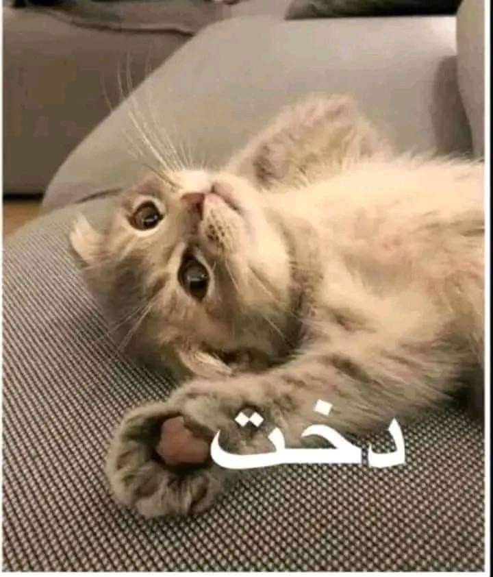 Flora9339's tweet photo. @zoii_40 حلووو https://t.co/e6JF63A27t