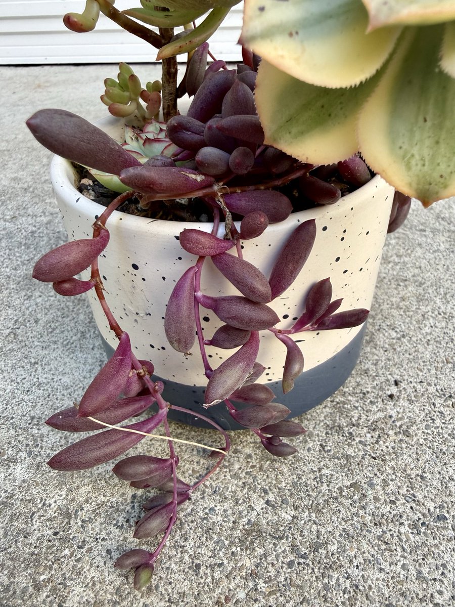 cgcardona's tweet photo. I spotted 6 more succulents that we didn’t have in our garden so I picked them up! https://t.co/85b2McV8Tj