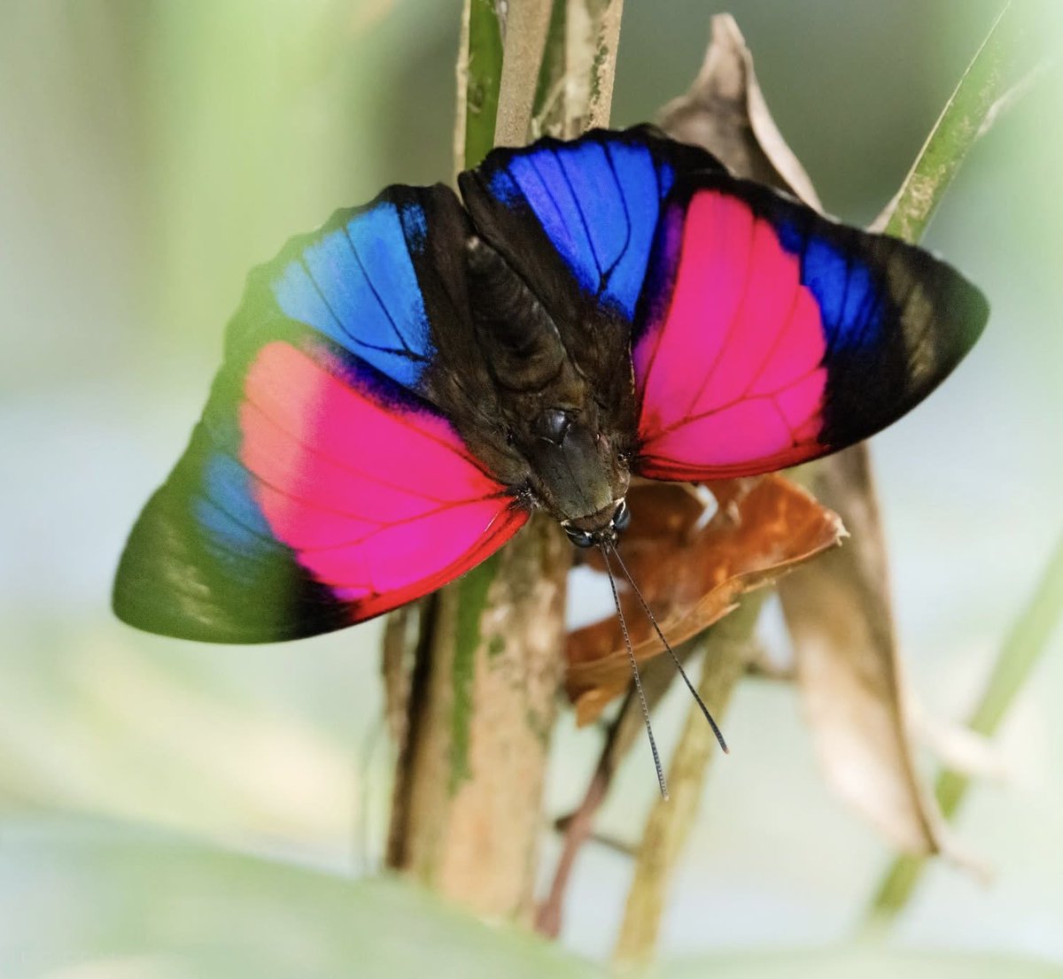 nvolpewild's tweet photo. And my FAVOURITE pink insect I’ve photographed - the Godarts Agrias! 🦋🩷 https://t.co/o4w426SsgH