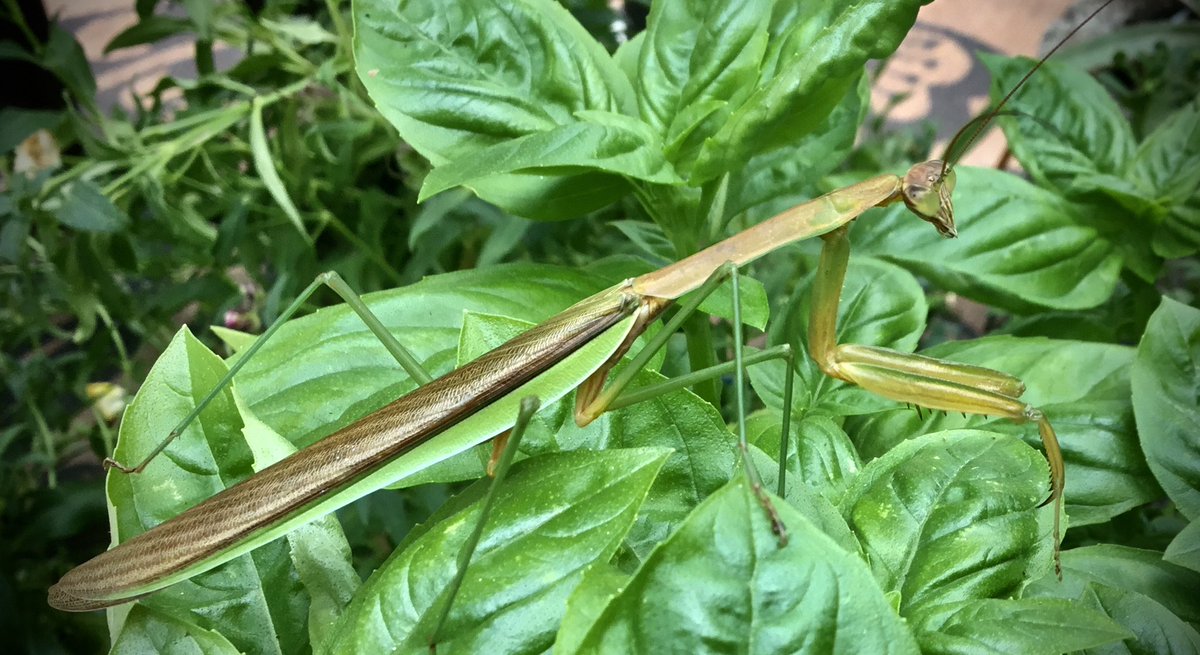 Maro2Bear's tweet photo. @MandyLSimard Ours continue to hang out in the Basil.  Nice katydid. https://t.co/2GCiYQJBCO
