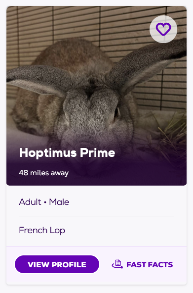 male_wife_'s tweet photo. looking at bunnies near me https://t.co/ilkzvyhF3R