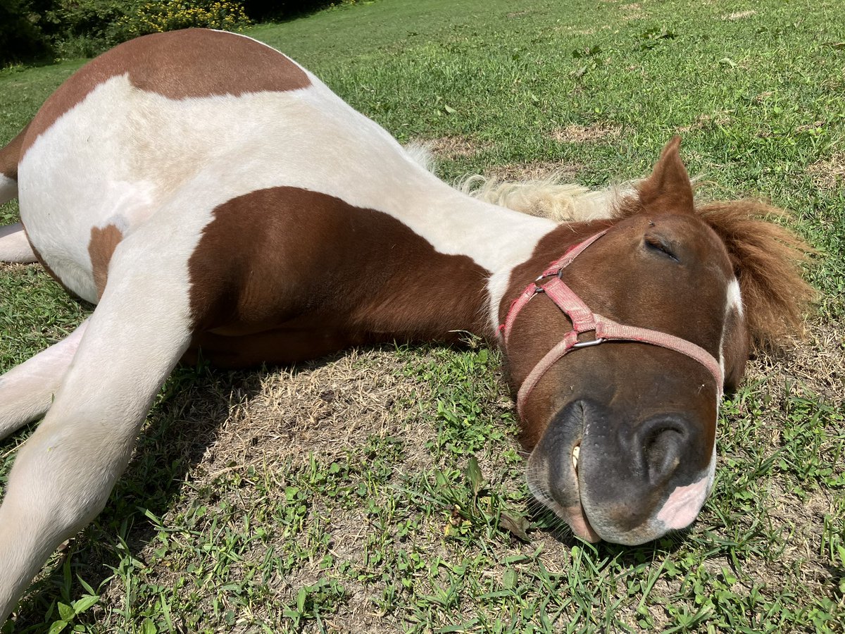 Airjihad0409's tweet photo. Blue A Farmのアイドル　
モカちゃん🐴💓

お昼寝モカちゃん💤
モカはXにはあまり登場していないかも...

人が大好き甘えんぼの可愛い可愛い女の子です💓
まだ1歳だから幼い無邪気な女の子♡ https://t.co/9x2gUqeVLj