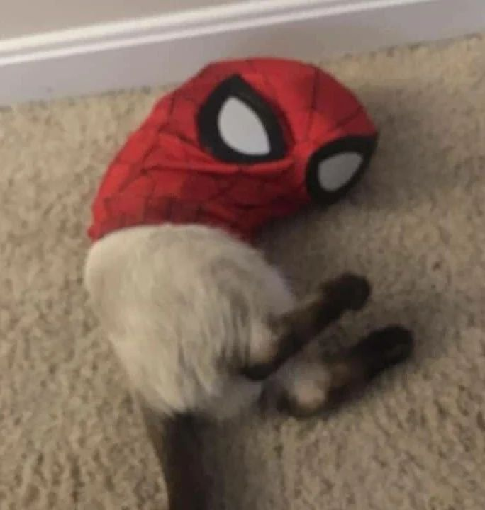 PunchingCat's tweet photo. https://t.co/i4uApgMdVb