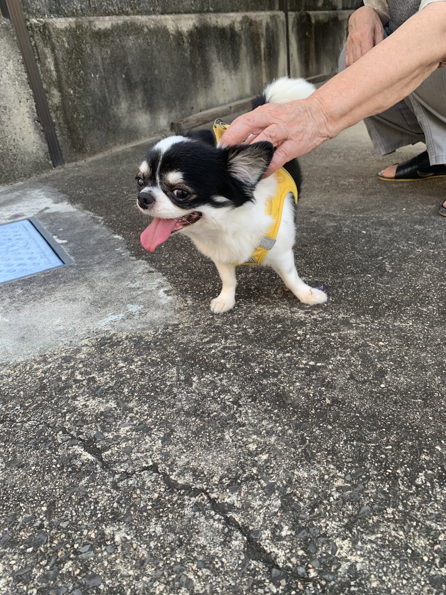 kt07987654's tweet photo. あれ❗️ばぁばの声が聞こえる⁉️

ばぁぁばぁぁぁーーー🐶❤️❤️❤️ https://t.co/3zfCWSXDSE