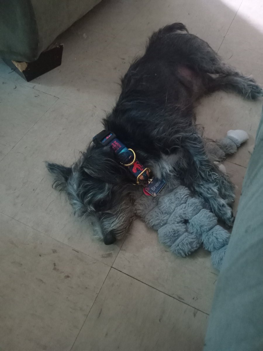 AyeDelorme1's tweet photo. He likes sleeping on the floor. He has a bed and a kennel so idk https://t.co/SuC09RhrBA