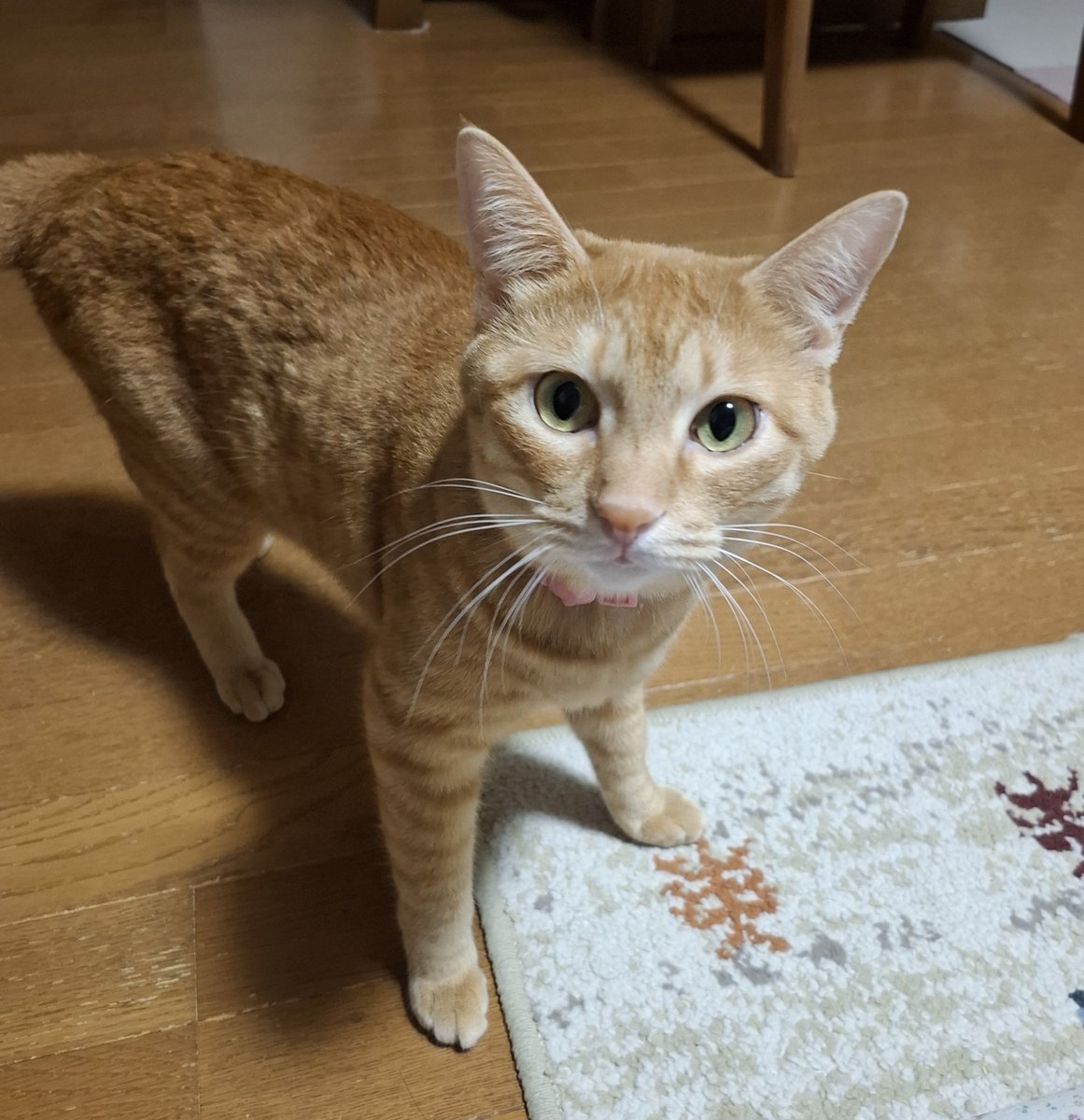 mame5032's tweet photo. おはようございます☀️
今週も宜しくお願いします🙇
良い１日に成りますよう🍀
今日もよろしくにゃん🐱🐱
#猫好きさん #猫のいる暮らし 
#猫のいる幸せ #猫画像 #猫写真 
#茶トラ #保護猫を家族に https://t.co/YZBrQsMV4b