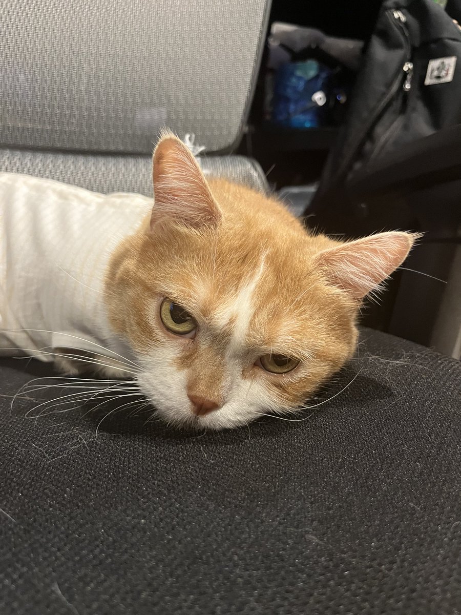 kotaro_0315's tweet photo. おはよう虎太郎☁️
#猫　#猫好き　#猫のいる生活 https://t.co/lIWehl8xSj