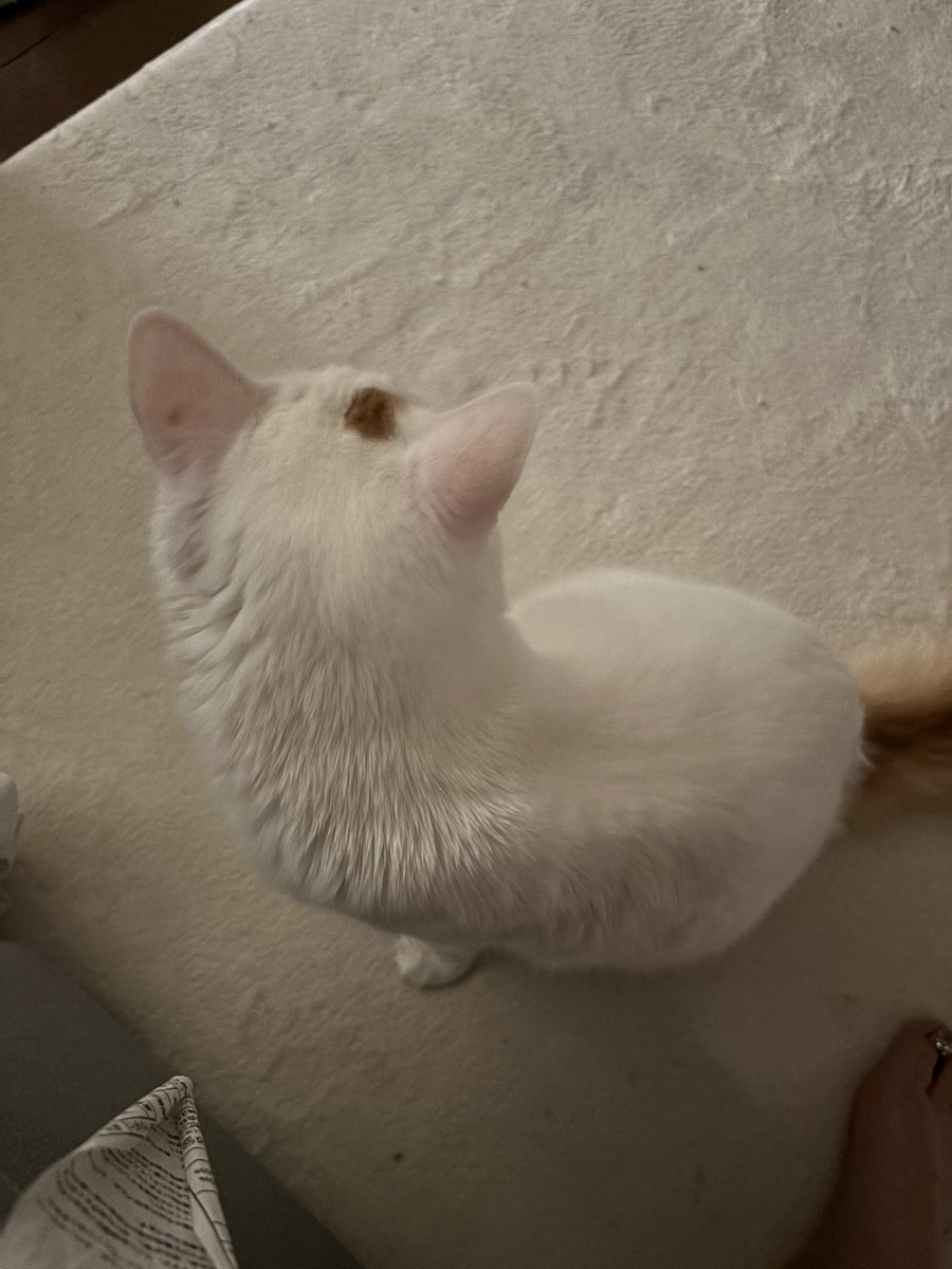 T_Txxxxxxxx's tweet photo. アタマの模様かわいい https://t.co/CpdCPivSnA
