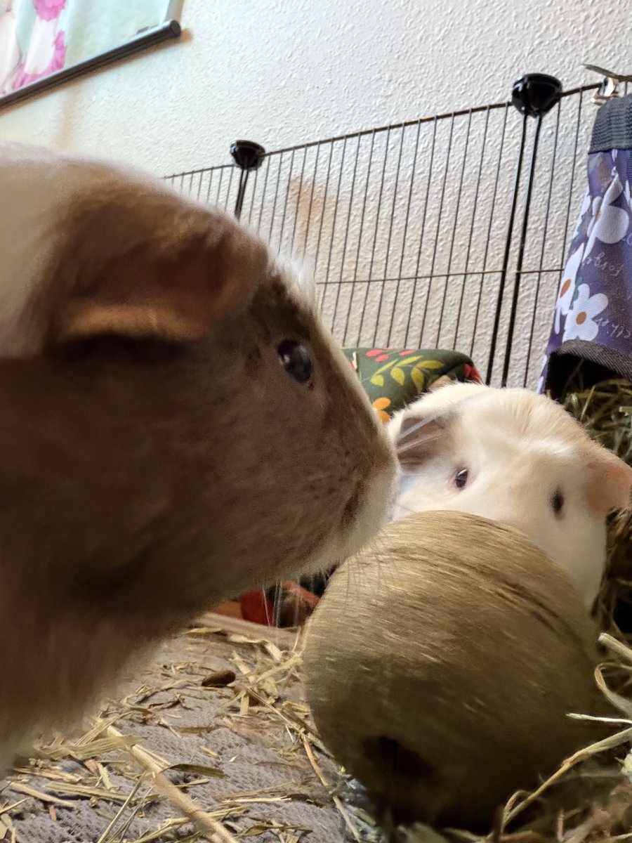 fathampstersjpg's tweet photo. This might look like a cute innocent picture but glorp is stealing the whole toy in it. Yump’s sadness was profound https://t.co/nHCvVPkPrb
