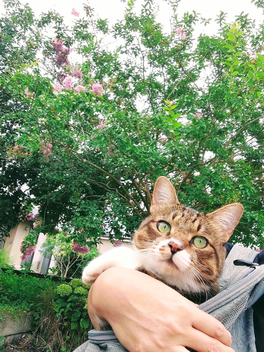mesodragon's tweet photo. おはようございます⭐百日紅とどらちゃん　皆様今週も元気に過ごすニャ～　#猫可愛い　#猫がいる幸せ　#どらちゃん https://t.co/WEvjdab30i