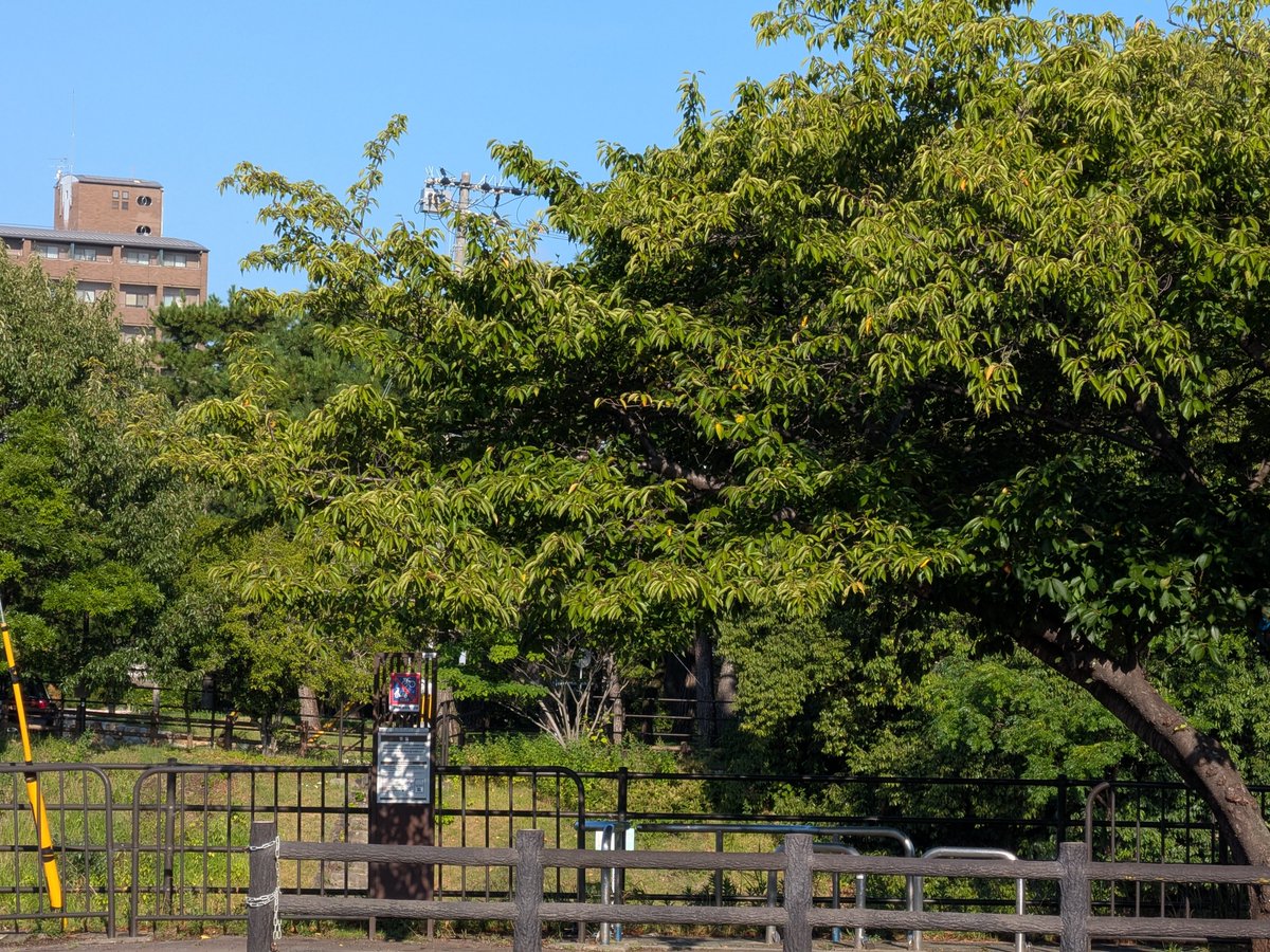 rintarou930's tweet photo. 2026/08/31の #京都 #高野川 越しに見える #下鴨神社 参道入口付近 https://t.co/tUTBNFFJzF