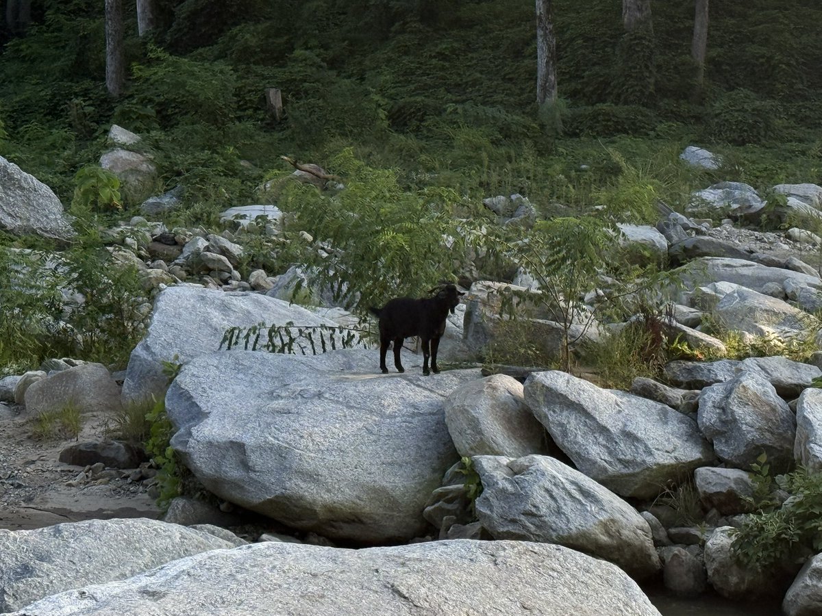 deardochas's tweet photo. Nomadic Mountain Goat https://t.co/TzD3rAI4DW