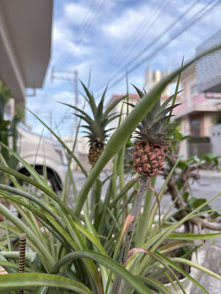 CosmicConsulti5's tweet photo. 福を引き寄せるのは
日々の小さな行動から。

まずは口角を上げて
元気よく挨拶する🌿

今日も
気持ちよくスタートしよう♪

今日も良い一日を！

#今日の首里 https://t.co/EFzuzHR7zV