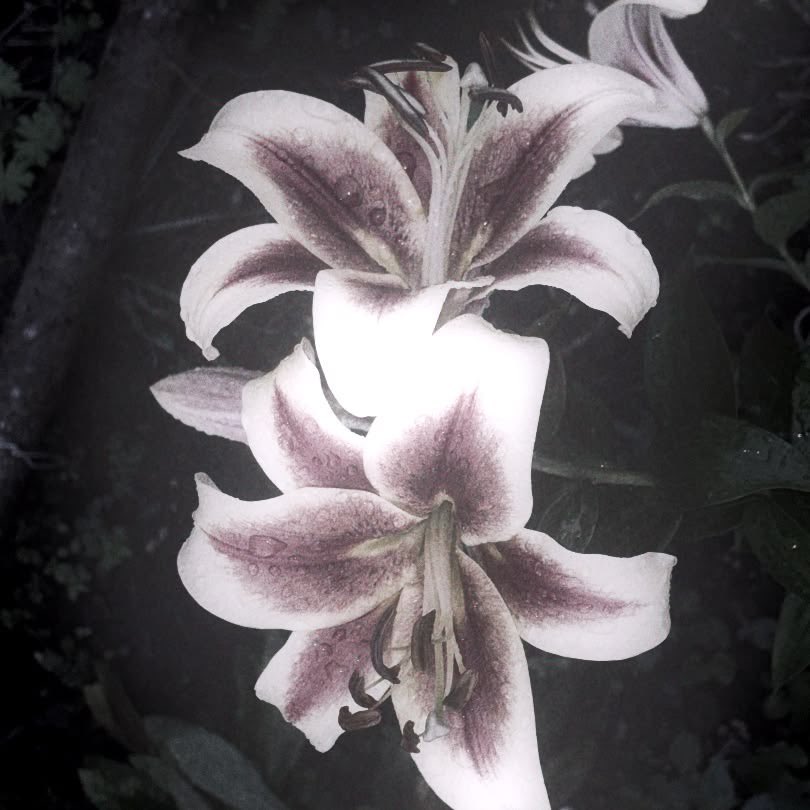 cherieveill's tweet photo. quote if u see! 

 . ݁⋆ ۶ৎ ݁˖ . ݁
how pinterest sees me!
☆ lyric
☆ character
☆ artist/singer
☆ flower https://t.co/jyRAtMTrTO
