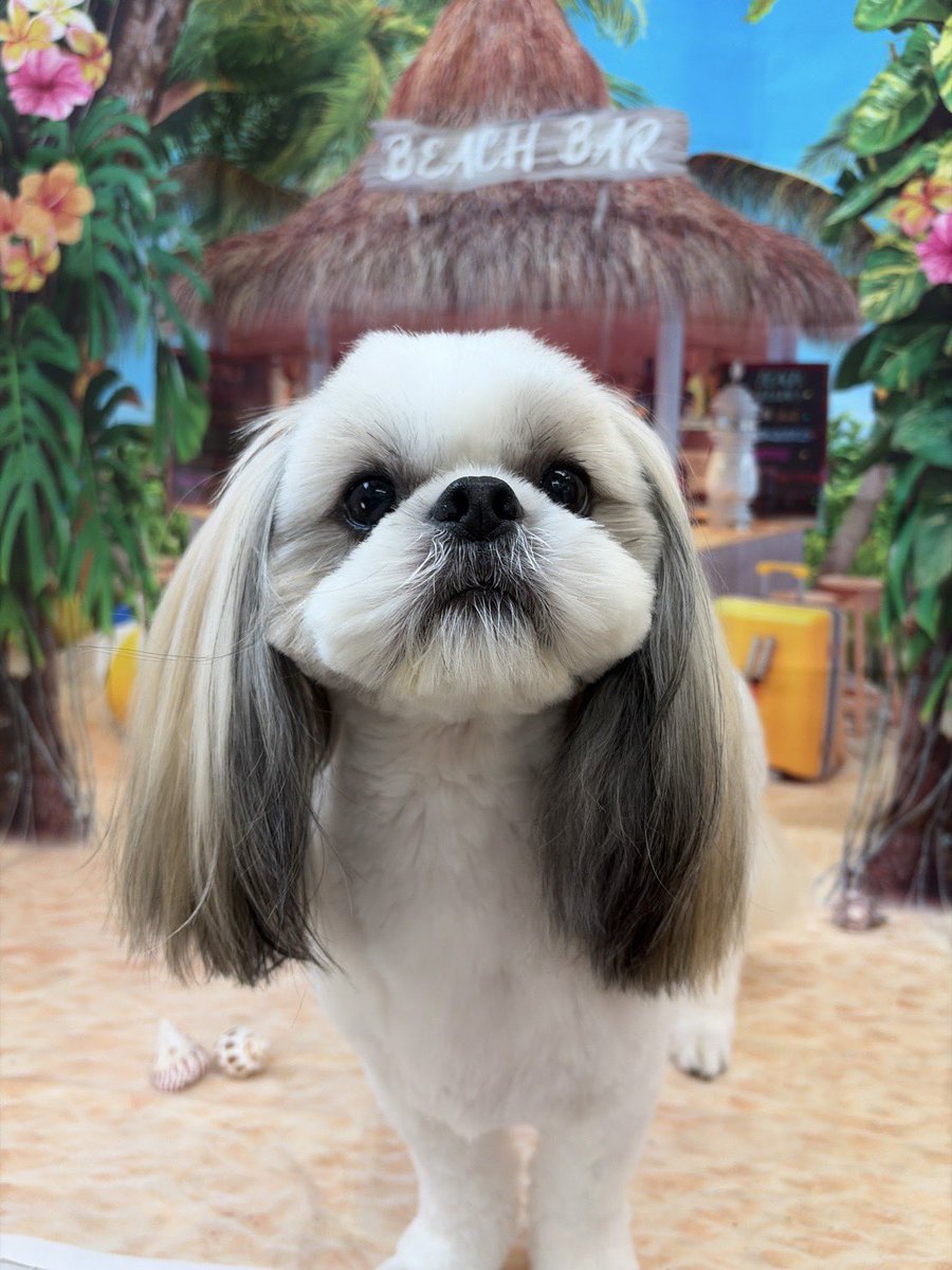 shihtzu_apollo's tweet photo. モコモコからの脱却
←ビフォ　アフ→ https://t.co/MUDTcyVLgh