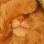 Photo by Princess Millicent 'Millie' Hux (@PrincessOfTheFO)