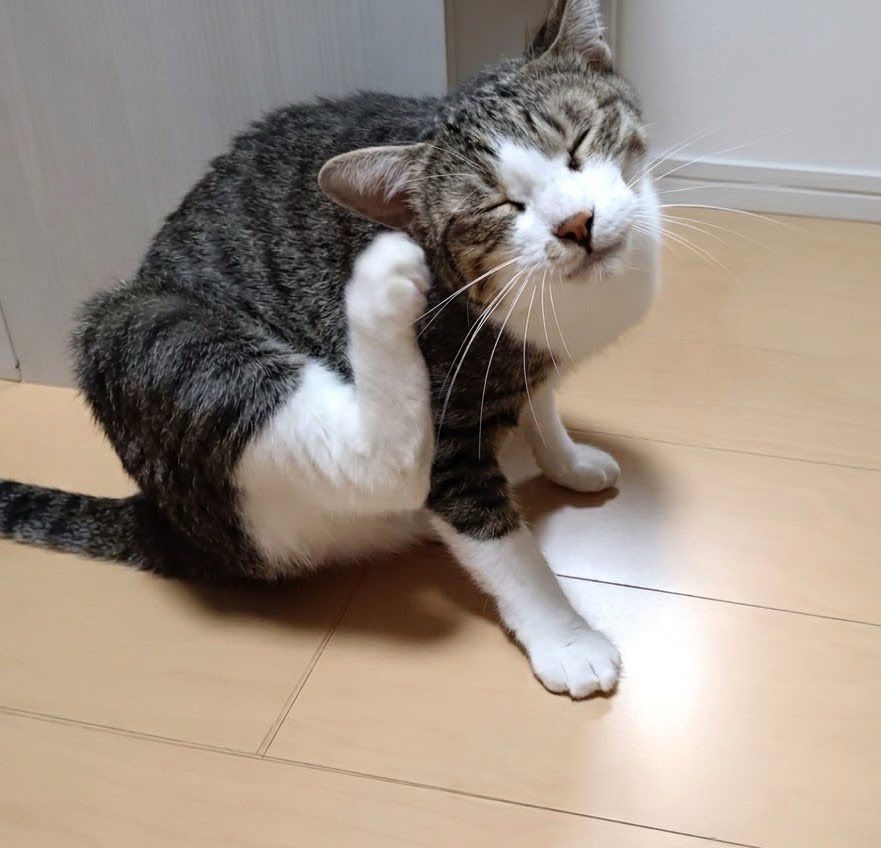 sora03230206's tweet photo. おはそら😸

月曜日✨今日は晴れて暑くにゃりそうにゃん☀️🫠

今日からまた1週間ファイトにゃ〜📣₍^·͈ 𖥦 ·͈^₎◞

8月も今日で終わりにゃんね🌻

今月もたくさんのリプ いいね♡リポストありがとうございました

にゃฅ៸៸᳐◕⩊◕៸៸᳐ ੭ﾞ💗

今日もよろしくお願いしますにゃん😽💕

みにゃさまが良い1日ににゃりますように🍀˖ﾟ*⑅♬

気をつけて行ってらっしゃいにゃ🐾

#猫好きさんと繋がりたい 
#猫のいる幸せ