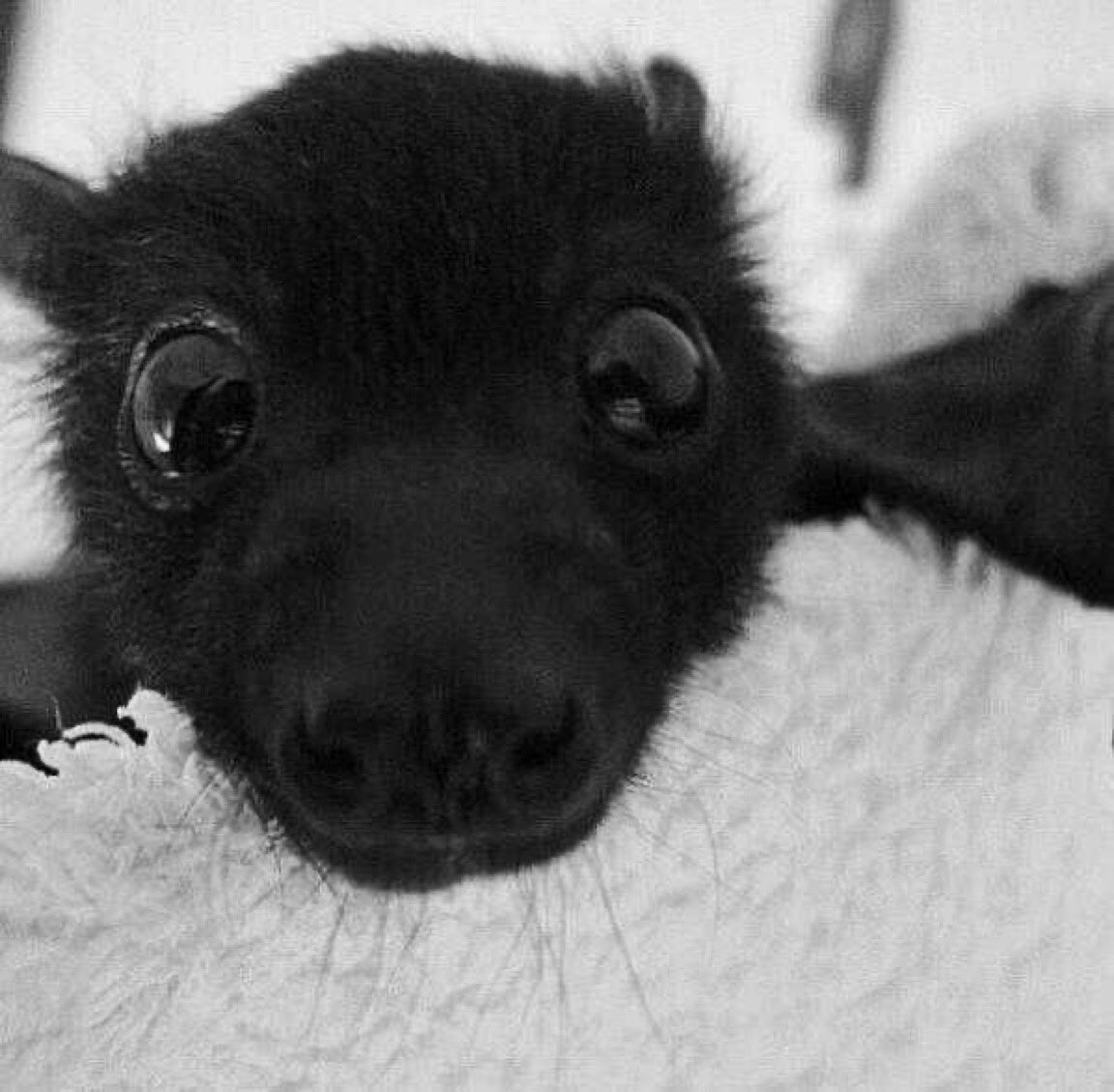 gowobies's tweet photo. ˚˖𓍢ִ໋ 🕸️˚⠀auri/ria⠀⠀ !!
౨ৎ she / they⠀ 19   ifb most
౨ৎ dni + other interests in strawpage

✚ ˳ https://t.co/0qbSWDSUVv ❜

#yuritwt #iwtvtwt #orbittwt #anitwt #phantwt #lesbiantwt #kpoptwt https://t.co/q8N63xCt3k