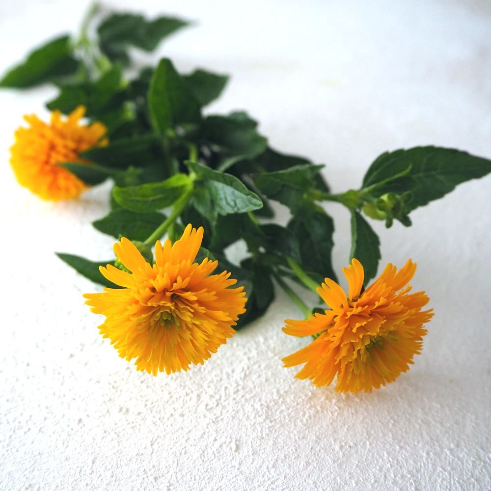 hanalabonote's tweet photo. まいにち切花図鑑💐
【ヒメヒマワリ】

暑い時期に大活躍のヒメヒマワリ。鮮やかな黄色で、日持ちも抜群です✨

切り花として出回っているのはほとんど「旭」という八重咲きの品種。

園芸で「ヒメヒマワリ」というと別の花を指すこともあるけど、花屋でヒメヒマワリと言ったらコレ。 https://t.co/dK6igxJ2IC