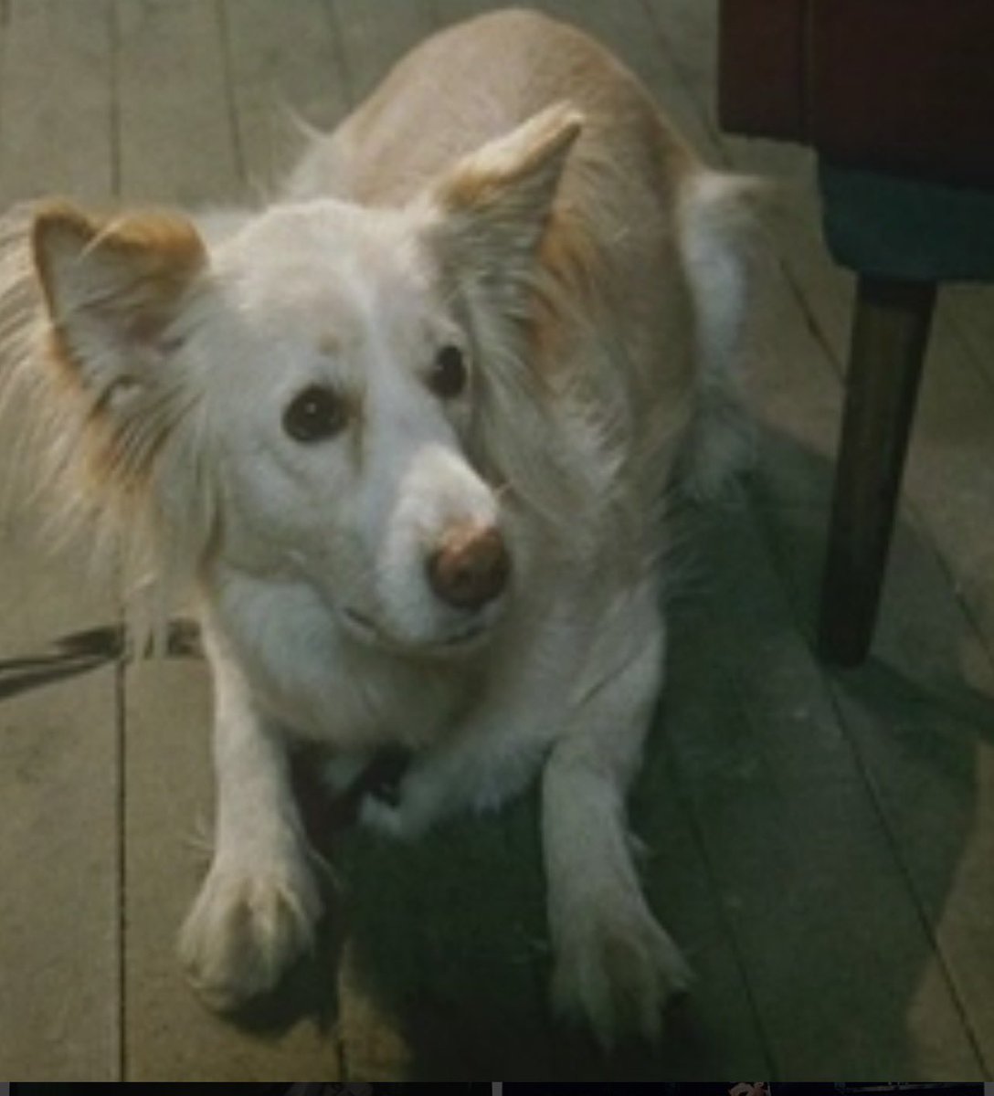 reborn2net's tweet photo. #アキ・カウリスマキ の映画にはどうして似たような犬がよく登場するのか不思議に思っていたが、皆んな監督の愛犬だった。しかもその犬たちカンヌ国際映画祭でパルム・ドッグ賞、審査員特別賞まで取っていたとは　
#枯葉　#過去のない男　#街のあかり https://t.co/y4k8qYZnM6