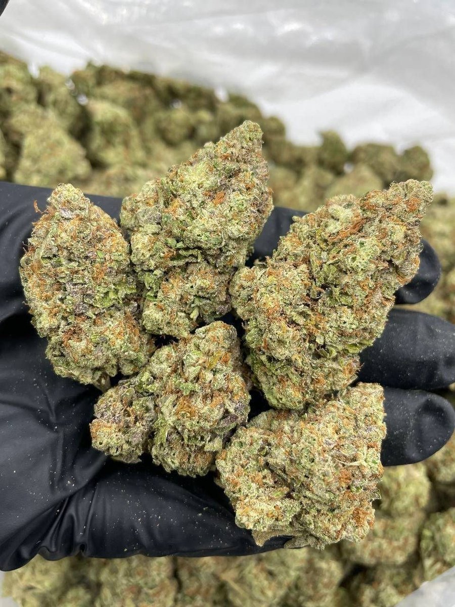 dolphin_disp_'s tweet photo. Peanut Butter Gusherz mixed lights
Big frosty top nugs with nice structure! Sticky cure and hints of color in the bag with a gassy mix of peanut butter and Gusherz noses

$750 P https://t.co/tK4CSVjrX9