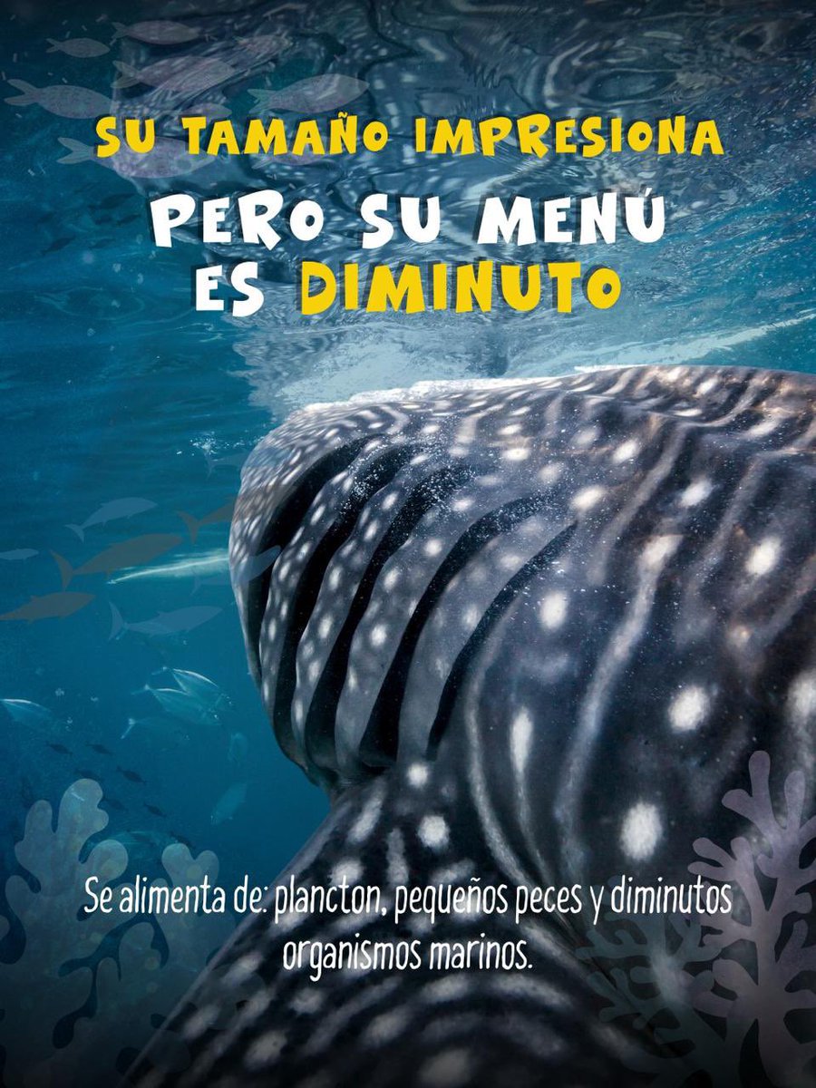 AtunecEC's tweet photo. Un gigante cubierto de estrellas recorre nuestros océanos. 🐋✨ En el Día del Tiburón Ballena, descubre las curiosidades del pez más grande del planeta y por qué protegerlo es clave para que su historia continúe navegando. 🌊💙 https://t.co/fjBiu3kZPC