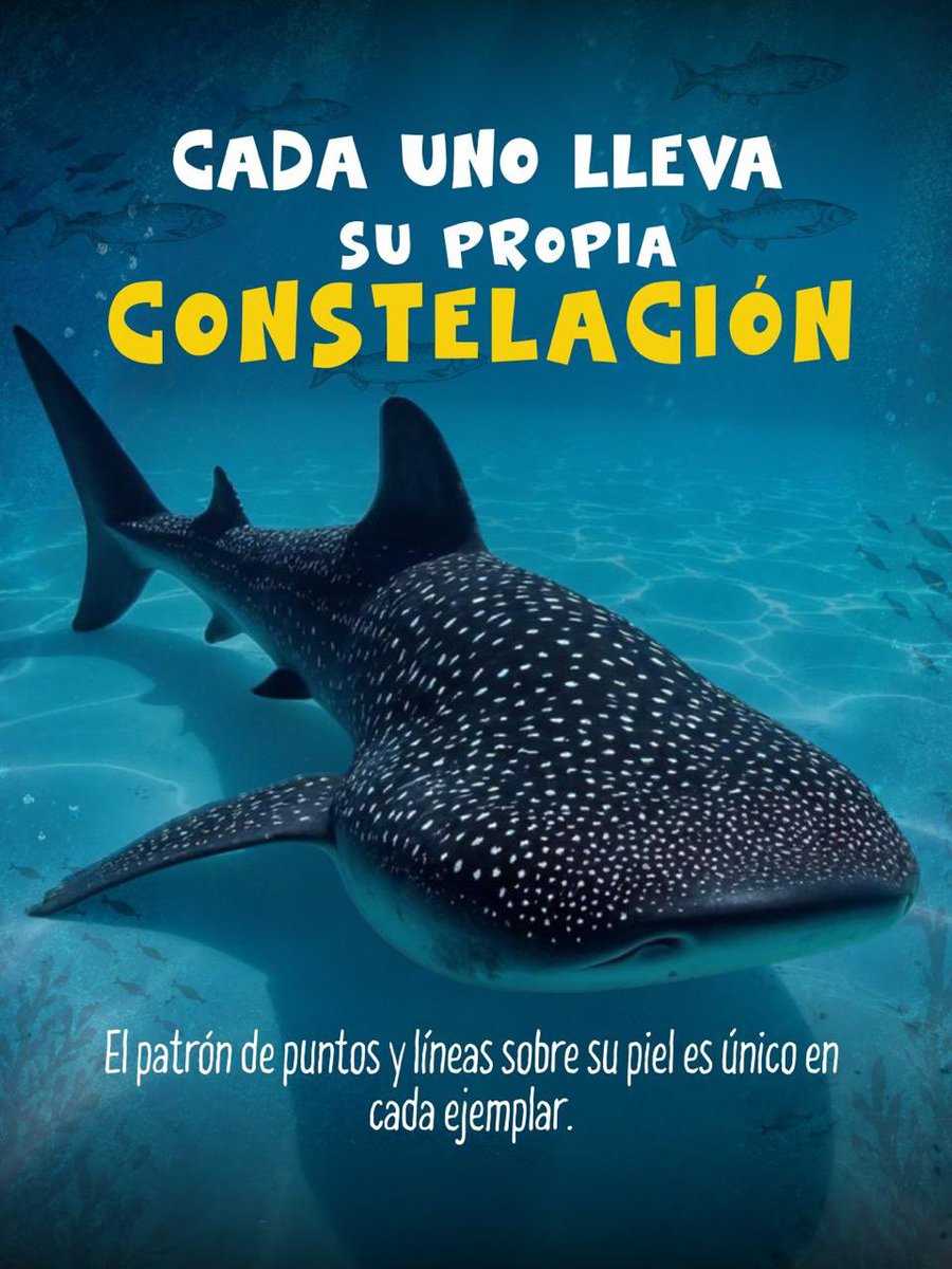 AtunecEC's tweet photo. Un gigante cubierto de estrellas recorre nuestros océanos. 🐋✨ En el Día del Tiburón Ballena, descubre las curiosidades del pez más grande del planeta y por qué protegerlo es clave para que su historia continúe navegando. 🌊💙 https://t.co/fjBiu3kZPC