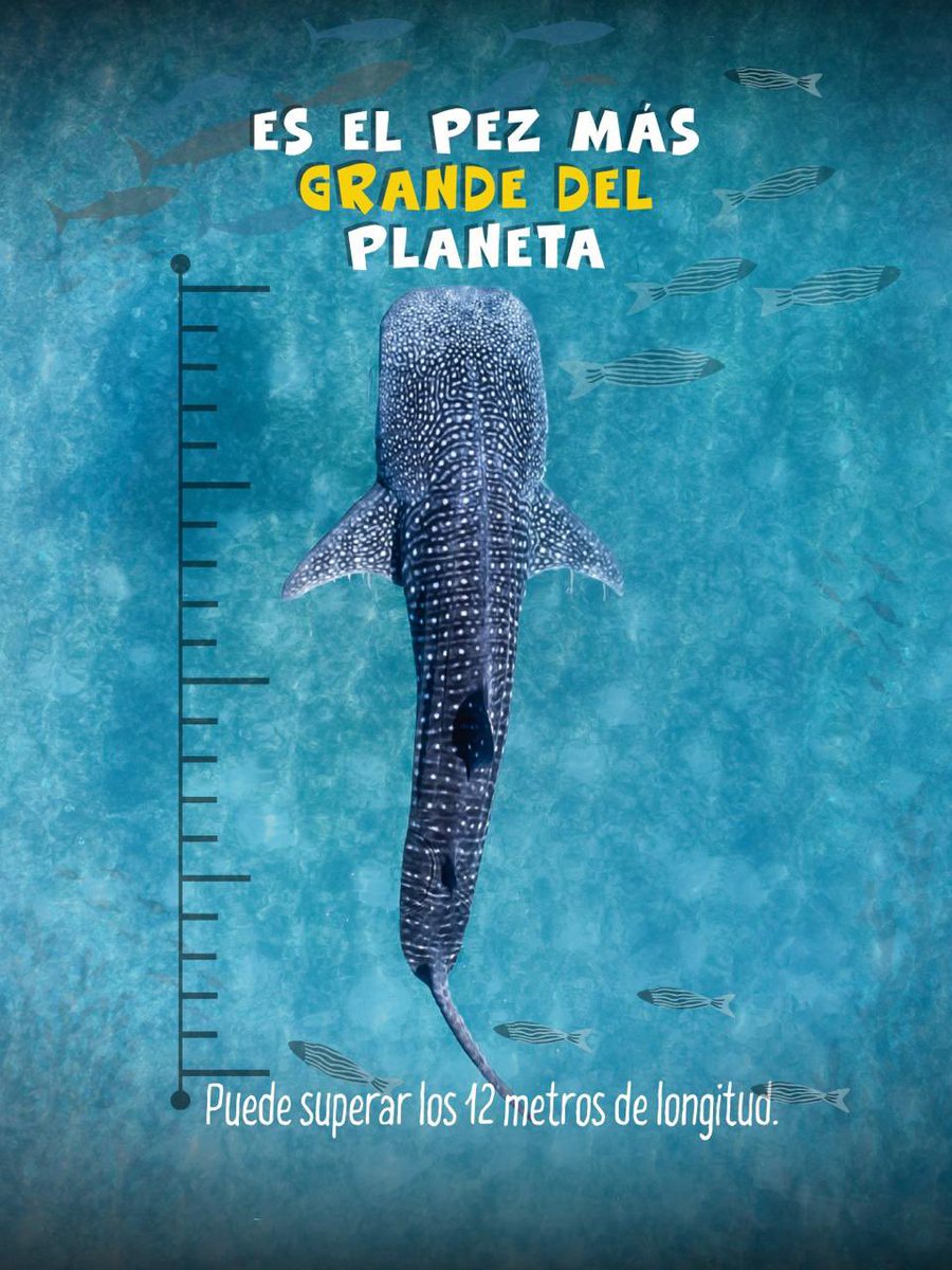 AtunecEC's tweet photo. Un gigante cubierto de estrellas recorre nuestros océanos. 🐋✨ En el Día del Tiburón Ballena, descubre las curiosidades del pez más grande del planeta y por qué protegerlo es clave para que su historia continúe navegando. 🌊💙 https://t.co/fjBiu3kZPC