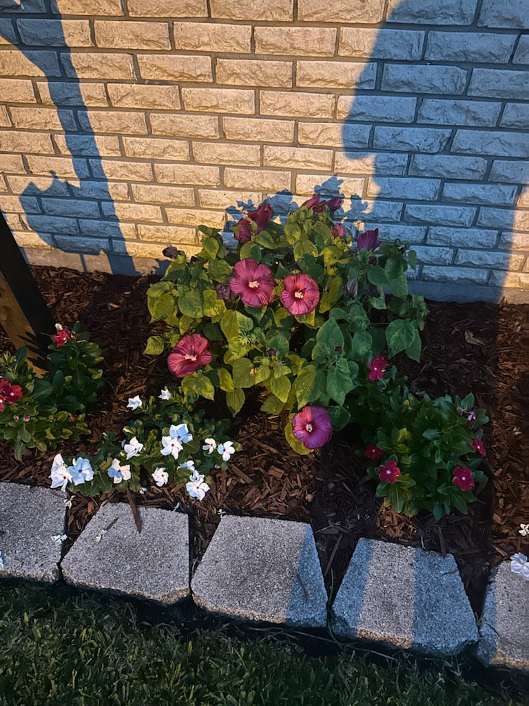 yankeewoman's tweet photo. These are hibiscus and vinca's, my husband took these first thing this morning. https://t.co/R9GPJIyrPh