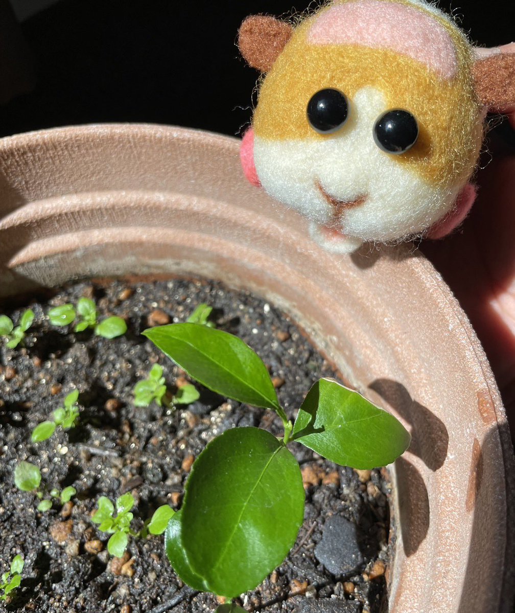 ft4in's tweet photo. モルカーも植物の成長を温かく見守中…！🌱✨
みんなも、すくすく大きくな〜れ！

⁠#PuiPuiモルカー 
#モルカー⁠ 
⁠#���毛フェルト
#観葉植物⁠ https://t.co/JSTVBPLVud