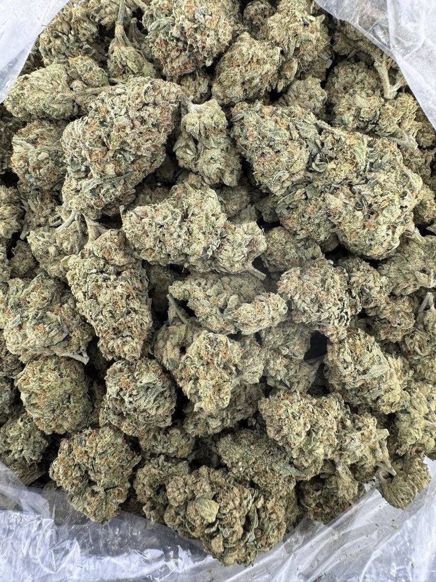 dolphin_disp_'s tweet photo. Nova OG deps

$650p https://t.co/LVVBHc9v7s