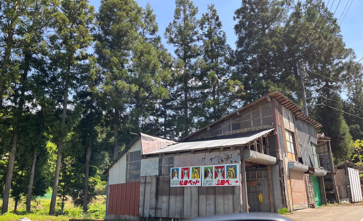 OmiAikeN's tweet photo. 今年の春に見に行った、
野生(と本店)の例の看板たち。

今週末がたのしみ…。
#松田ペット https://t.co/GpwyjSnCFH