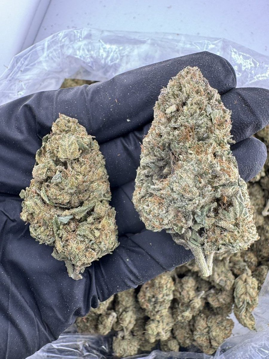 dolphin_disp_'s tweet photo. Nova OG deps

$650p https://t.co/LVVBHc9v7s