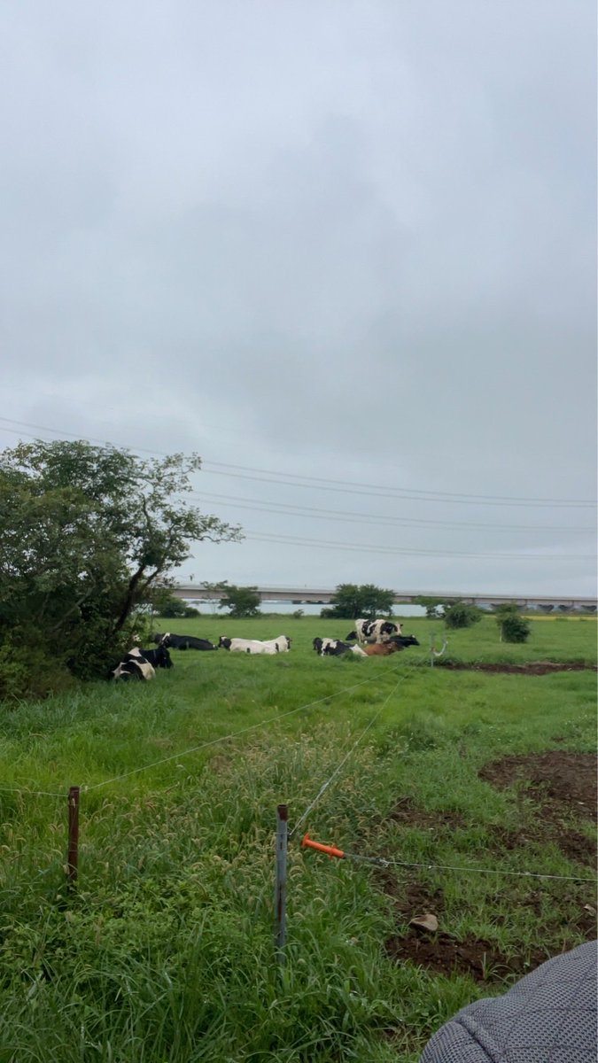 bcsc46's tweet photo. 昨日
お許しが出たので
起きたら雨
お昼からなら乗れそう天気予報がコロコロ変わる

もう行くしかない
2時間以内で場所は稲敷のチーズ屋さんに決めて出発
牧場近くマジ道が悪いし汚い
無事にチーズをゲット
食べるの楽しみ😁
帰りはて定食屋さんに激うま勝丼
雨は大丈夫でした
帰宅後
忍者も少し https://t.co/NhG54AdeR1