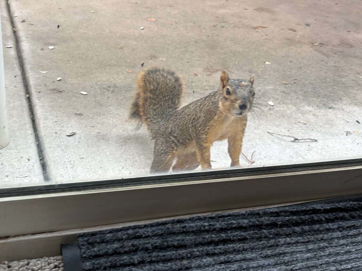 Funkyrobin's tweet photo. ナッツ🥜がいつもの所にないと、ガラス戸までナッツがないよーと言いに来る庭リスさん🐿️今日は3匹が入れ替わりでめっちゃ来る。お腹が空いているのね… https://t.co/Q66wyvgFB0