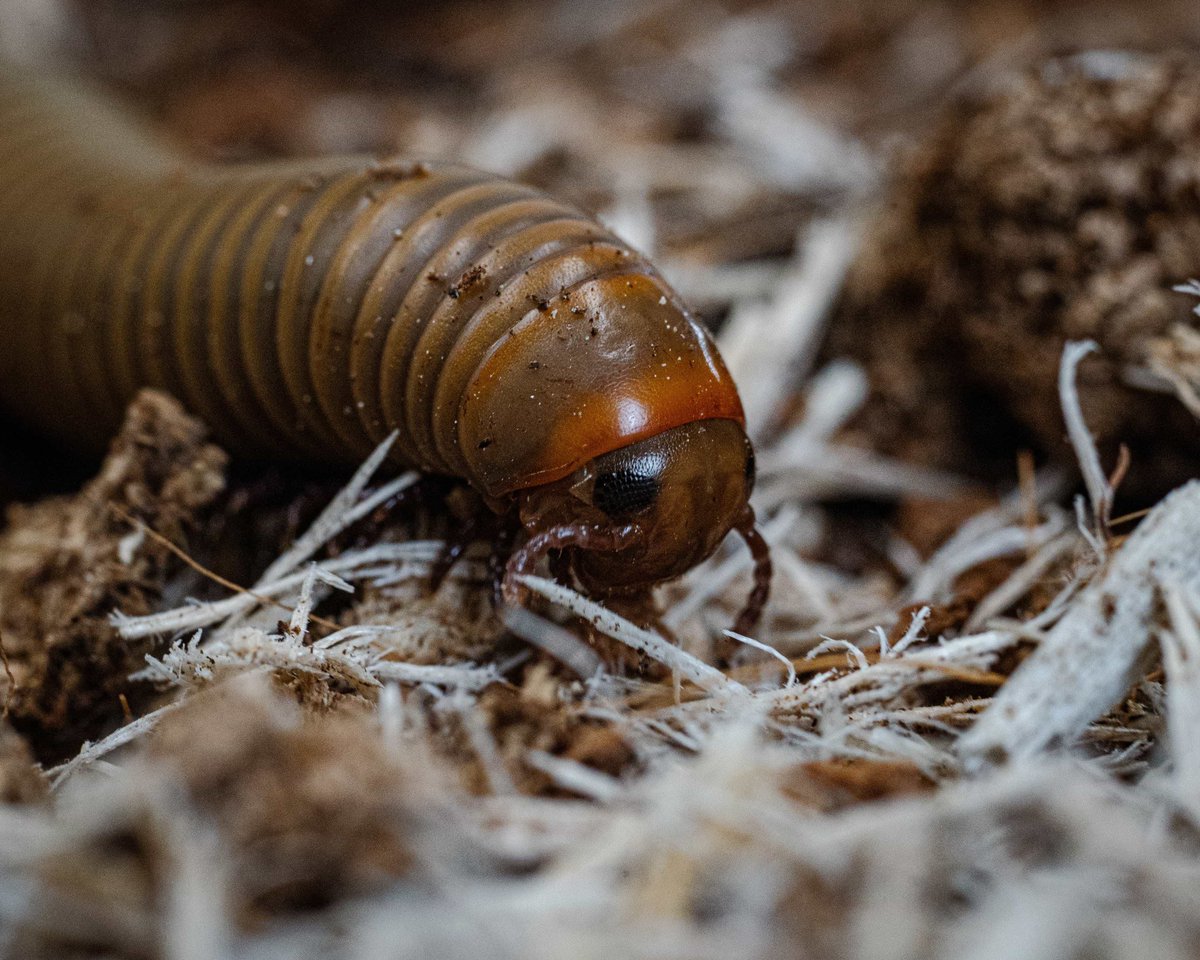 AlveusSanctuary's tweet photo. We are so sad to announce that our beloved Hank the Tank (aka Mr. McTrain) has passed away. 

Hank was a sweet charismatic millipede that taught millions of people why his species matters while inspiring them to be less afraid of bugs. He likely passed of old age after living a life eating lots of zucchini (without the rind) at Alveus. He made such a big impact in so little time. 

Thank you for everything, Hank.❤️
