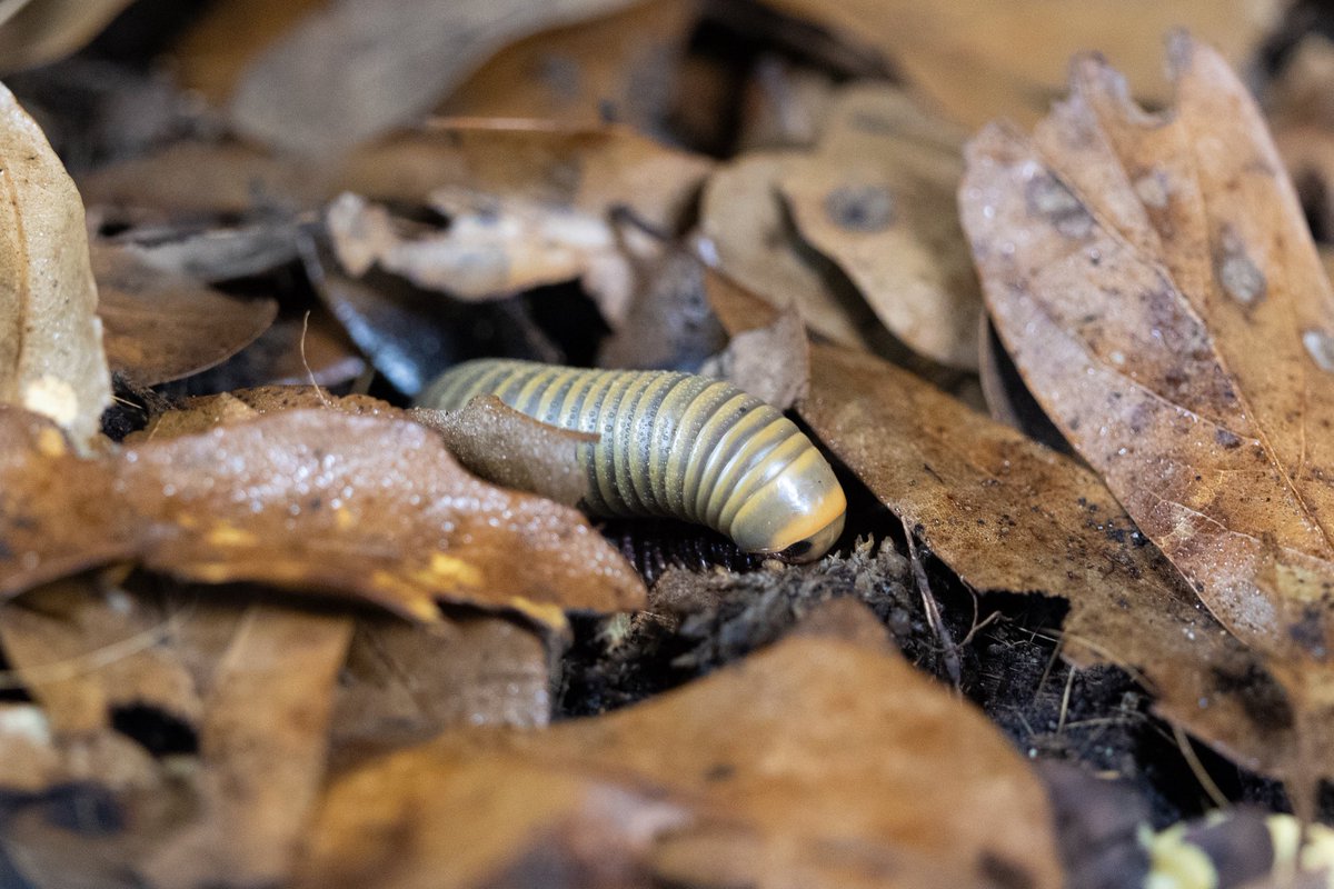 AlveusSanctuary's tweet photo. We are so sad to announce that our beloved Hank the Tank (aka Mr. McTrain) has passed away. 

Hank was a sweet charismatic millipede that taught millions of people why his species matters while inspiring them to be less afraid of bugs. He likely passed of old age after living a life eating lots of zucchini (without the rind) at Alveus. He made such a big impact in so little time. 

Thank you for everything, Hank.❤️