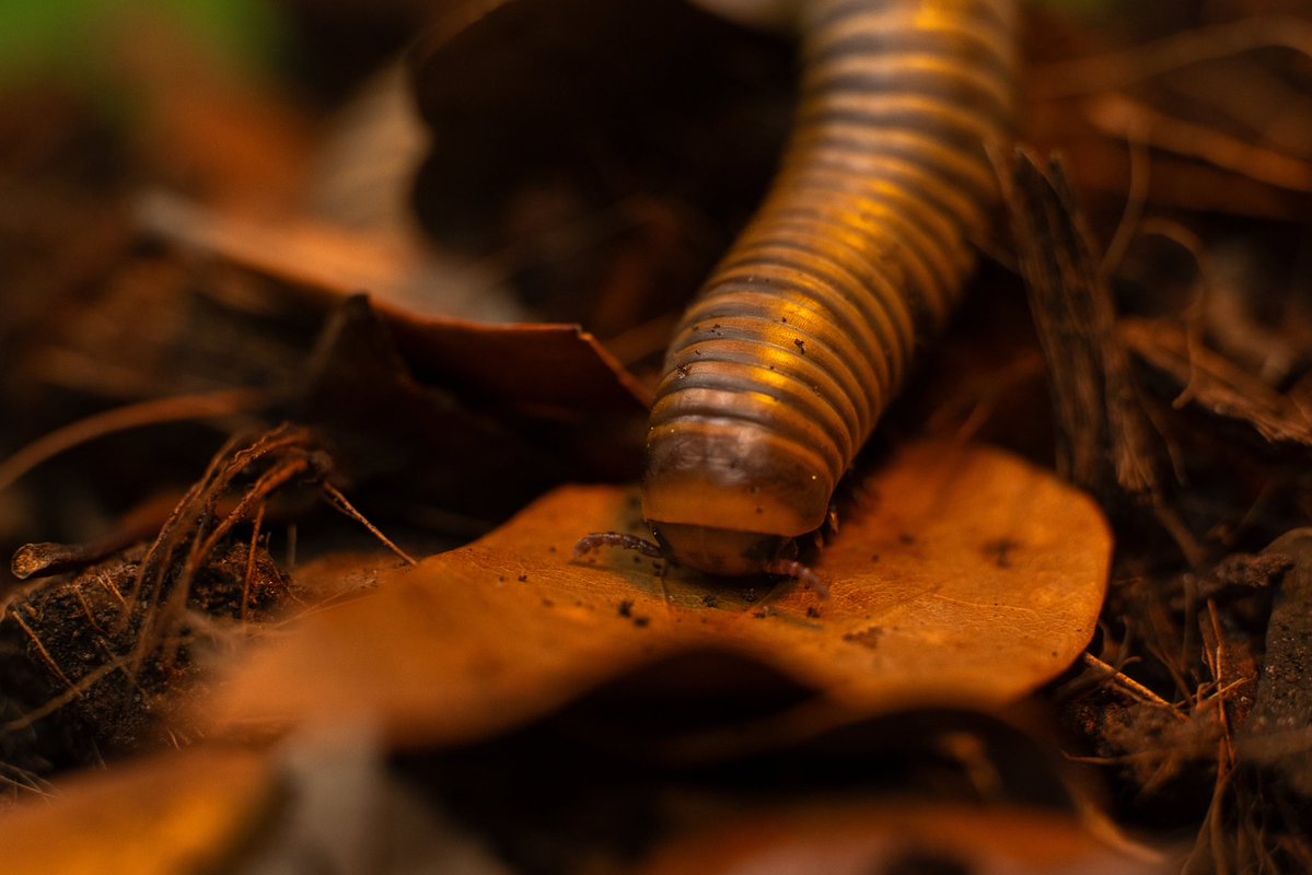 AlveusSanctuary's tweet photo. We are so sad to announce that our beloved Hank the Tank (aka Mr. McTrain) has passed away. 

Hank was a sweet charismatic millipede that taught millions of people why his species matters while inspiring them to be less afraid of bugs. He likely passed of old age after living a life eating lots of zucchini (without the rind) at Alveus. He made such a big impact in so little time. 

Thank you for everything, Hank.❤️