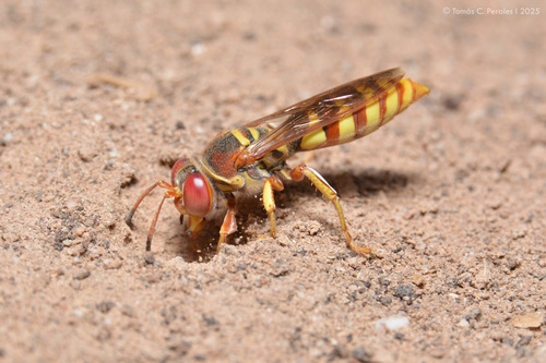 bugqueendreams's tweet photo. @TheLadyNym for you, Rubrica nasuta, a species of sand wasp! https://t.co/YCXW0De5r7